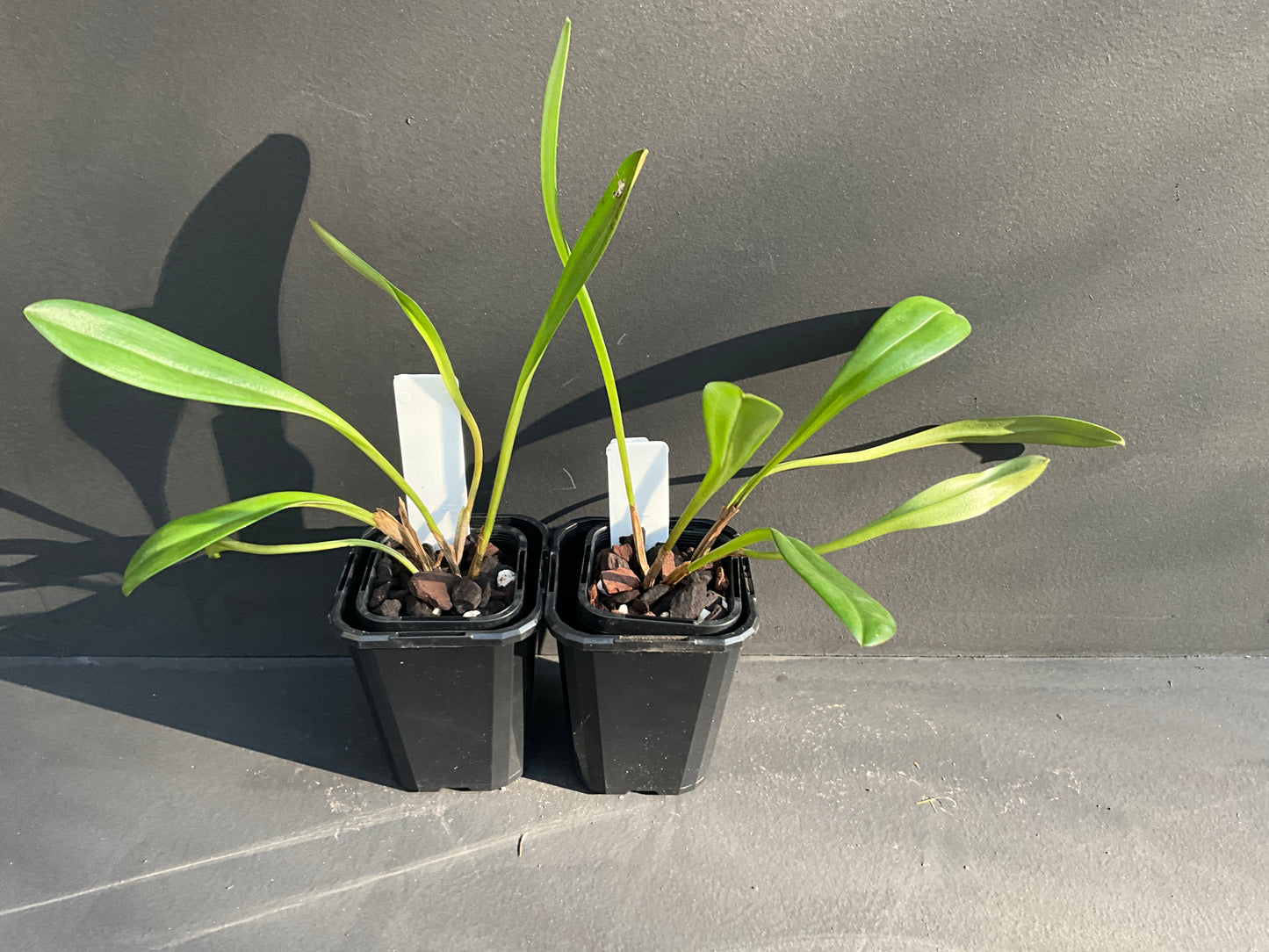 Masdevallia Mary Stall 'Laurie Jeannie' HCC/AOC