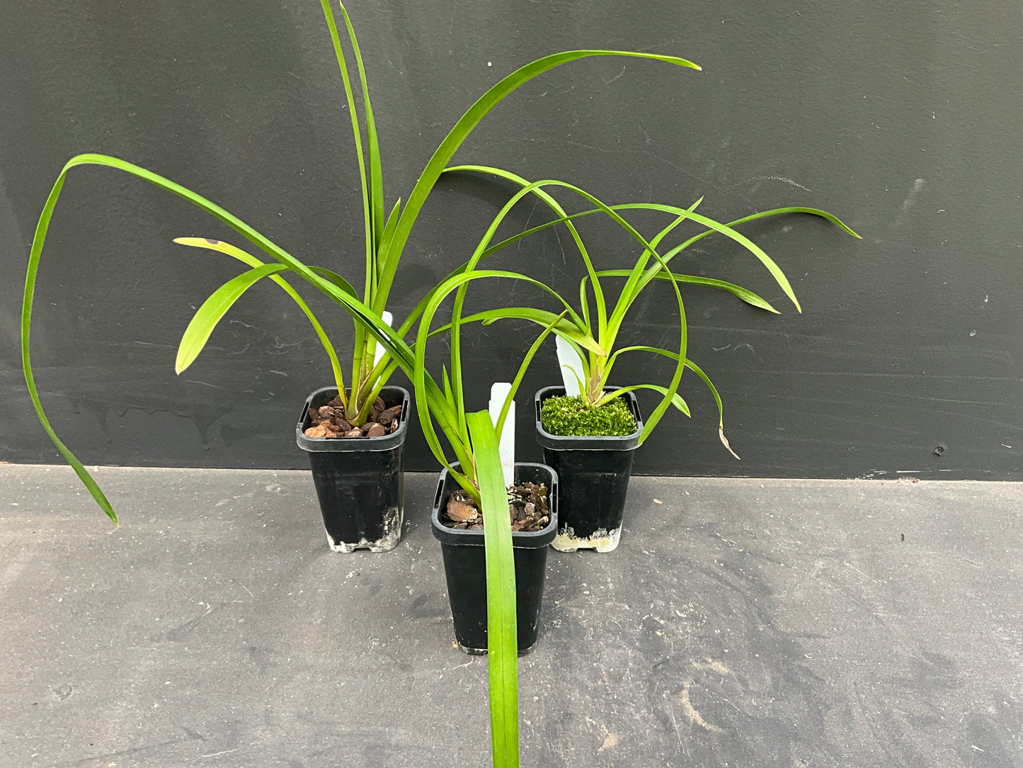 68mm mericlone cymbidium