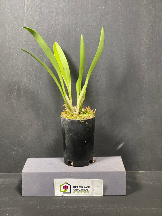 Masdevallia Earl Bishop 'Good Stuff' flower, bright orange with a magenta-red centre band and long tails