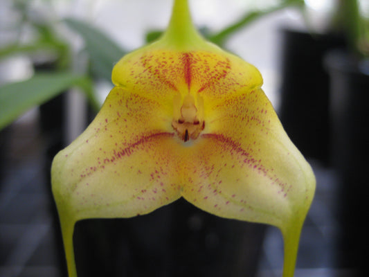 Close-up of Masdevallia × wubbenii 'Sunny' showing red-striped dorsal sepal and fine magenta speckling