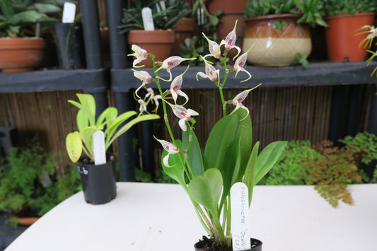 Masdevallia polysticta 'John' second flower view