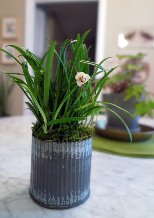 Do Dracula Orchids Need Saucers? Humidity vs Root Rot