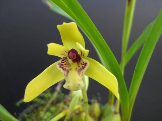 Growing Brazilian Maxillaria in Australia: porphyrostele, paranaensis and the Name Changes