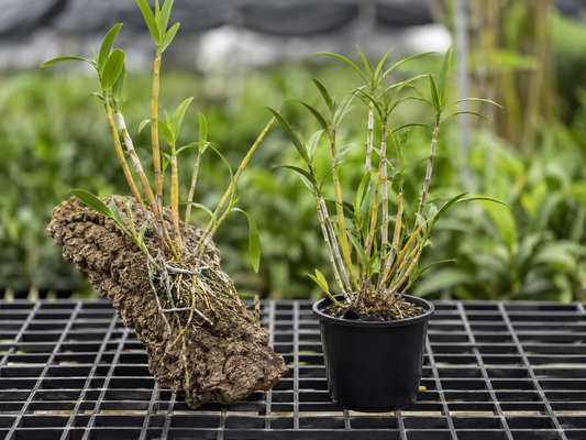 Dockrillia: Mounting vs Potting
