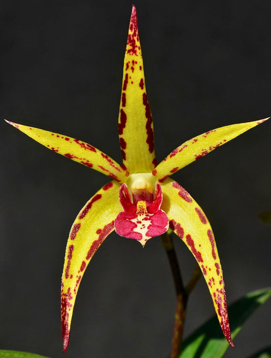 Dendrobium Jesmond Sparkler 'Greg Hall' flowers — Preparing Cool-Growing Orchids for Australian Summer