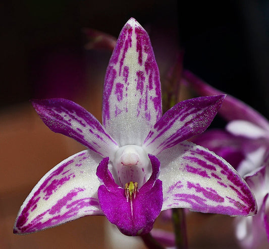 The First Few Days Aftercare for Newly Arrived Orchids