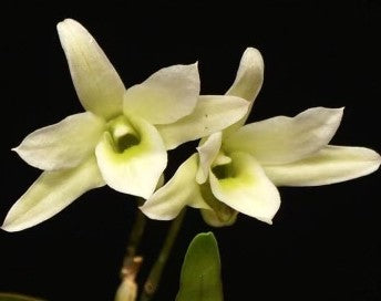 Dendrobium moniliforme Suitan-Suihou green flowers — Why Dendrobium Monophyllum Declines Suddenly