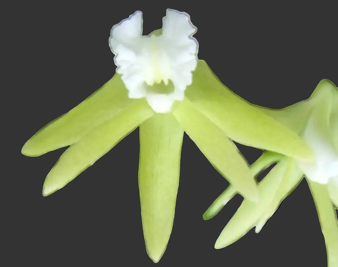 Dockrillia Hybrids: What to Expect from a Seedling Cross | Belgrave Orchids