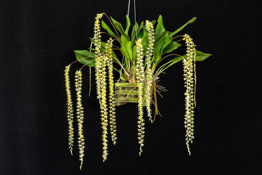 What Happened to Dendrochilum? Why Chain Orchids Are Now Coelogyne