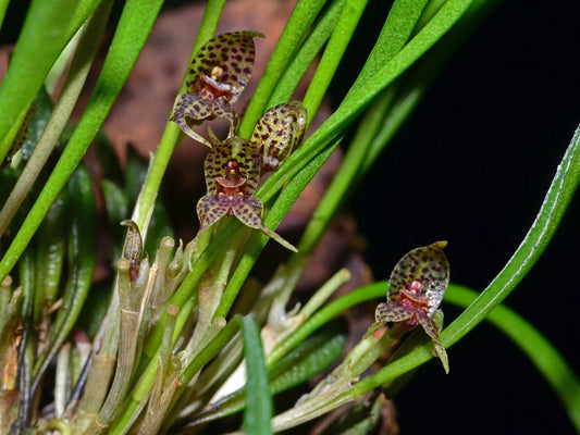 Mounting vs Potting Miniature Pleurothallids: Platystele, Dryadella and Restrepia