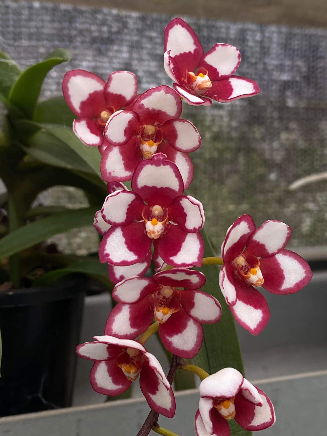 Growing Sarcochilus Orchids