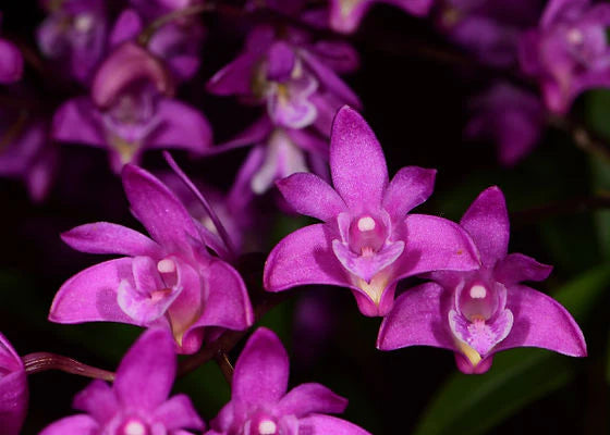 Exploring the Beauty of Dendrobium kingianum