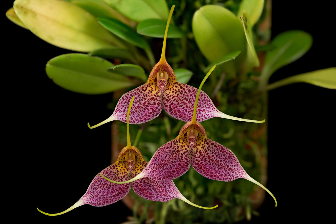 The Crucial Role of Fertilizing Orchids: A Beginner's Guide for Australian Conditions