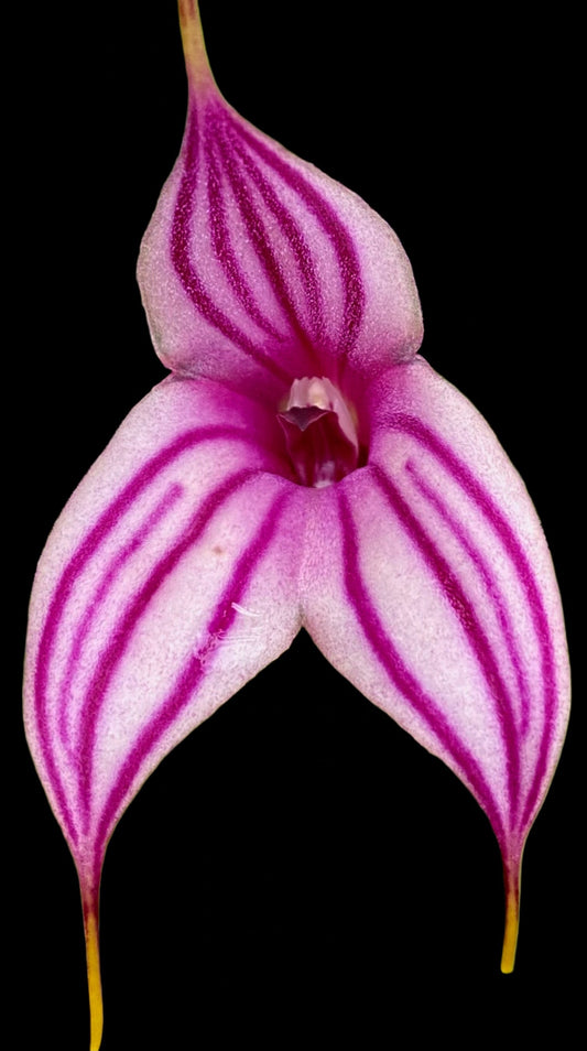 Keeping Masdevallia Cool in Summer Without Chasing Temperature Numbers