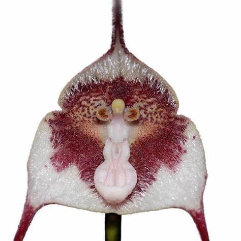 Orchid showing signs of heat stress and slow recovery — Why Recovery Is Slow After Heat Stress
