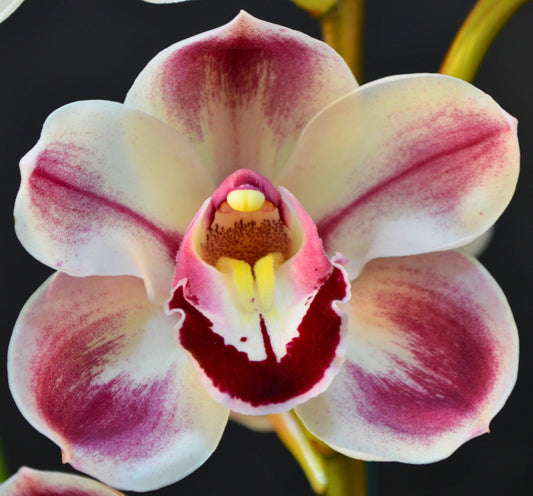When Should You Repot Cool-Growing Orchids?
