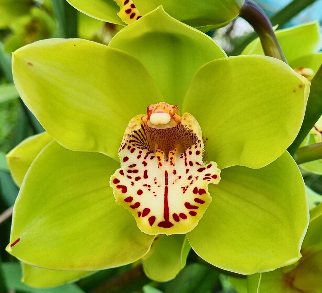 Heat Stress in Cymbidiums