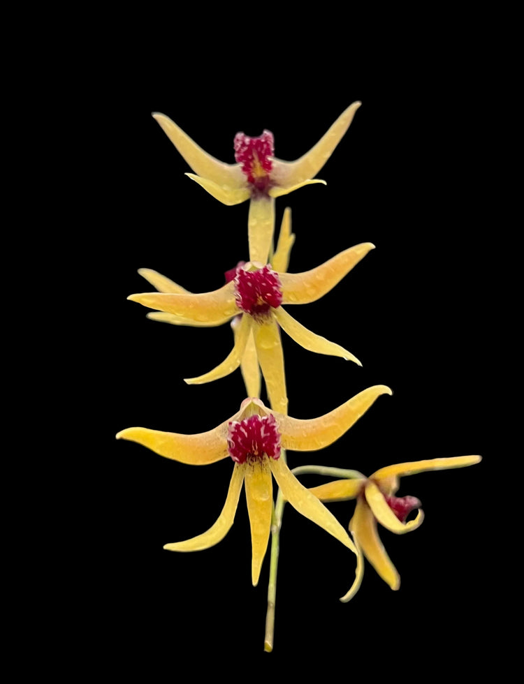 Dockrillia Orchids