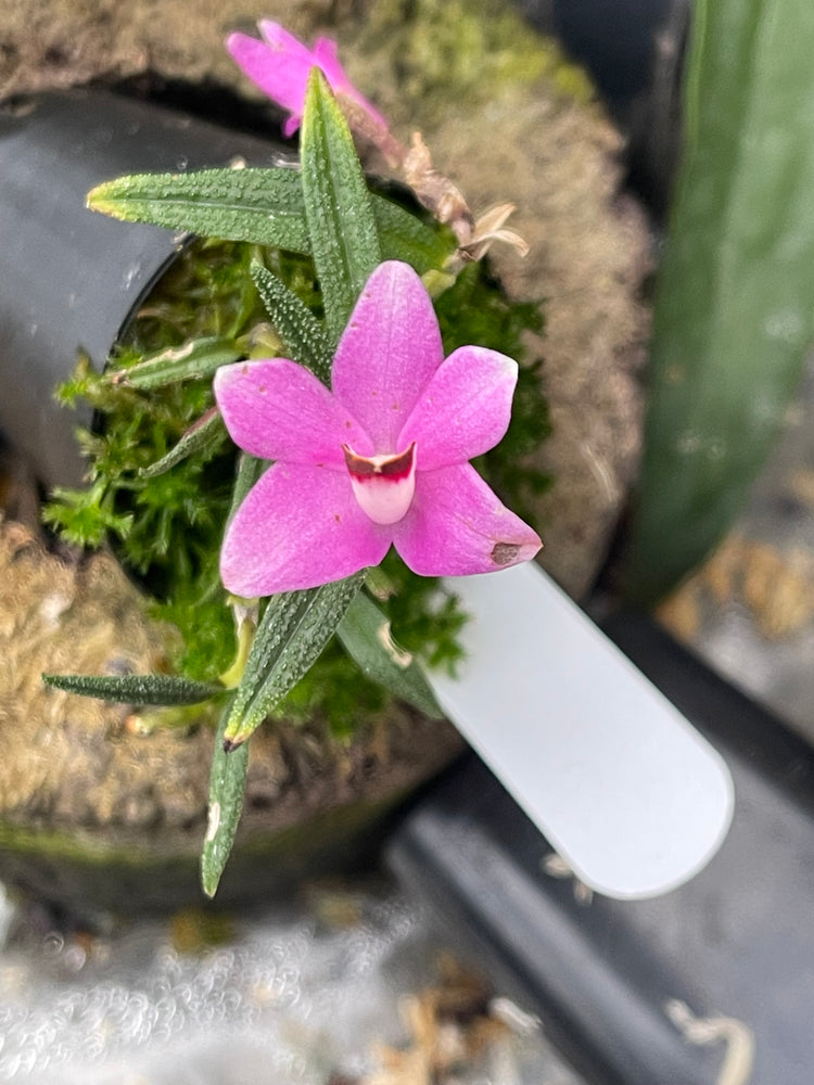 Dendrobium cuthbertsonii