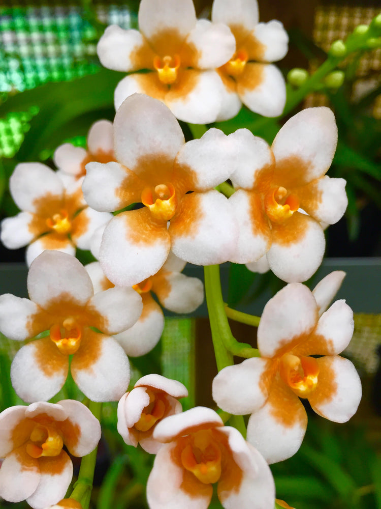 Sarcochilus Hybrids