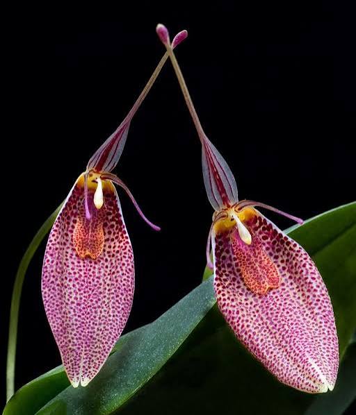 Restrepia guttulata flowers, pink synsepals densely spotted purple