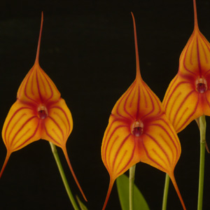 Masdevallia Hybrids