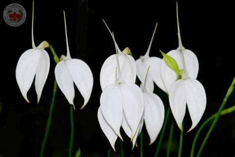 Masdevallia Species