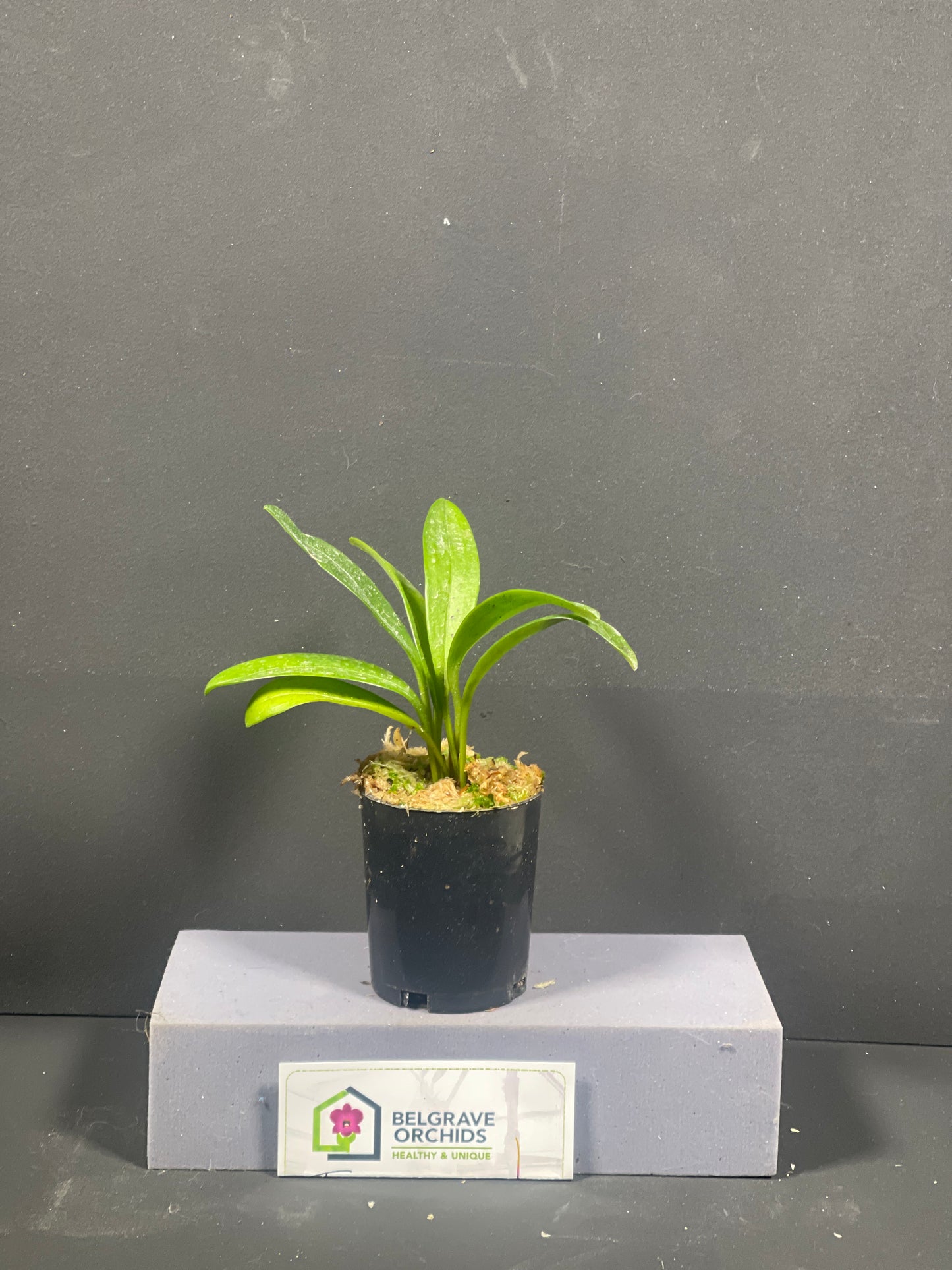 Masdevallia Inca Prince × triangularis 'Aztec Gold'