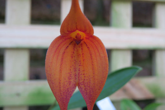 Masdevallia King Leon