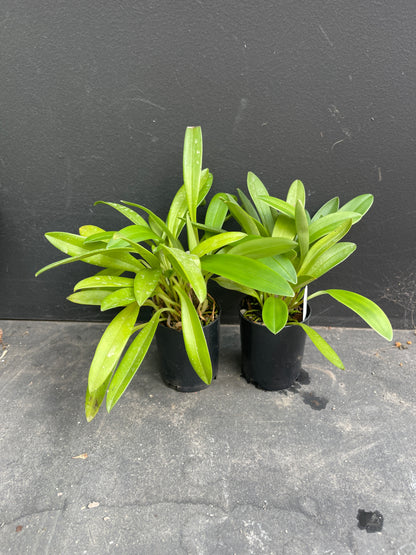 Masdevallia Partizan ‘Wine Stripes’ – Compact Hybrid