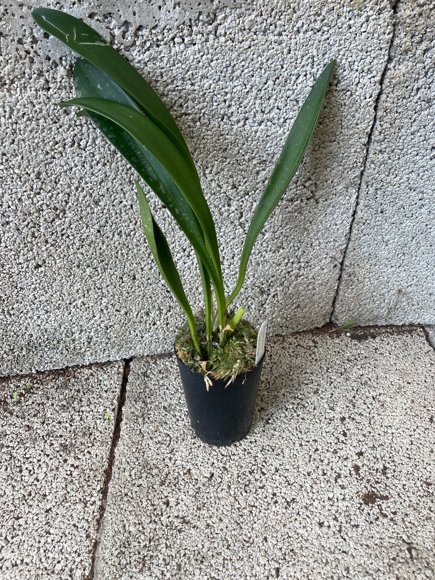 Masdevallia Curacao ‘Finn’