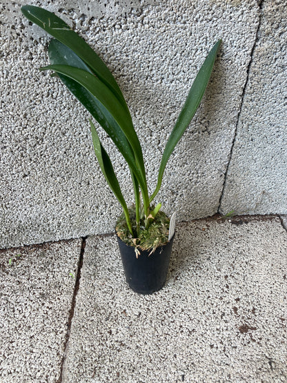 Masdevallia Curacao ‘Finn’