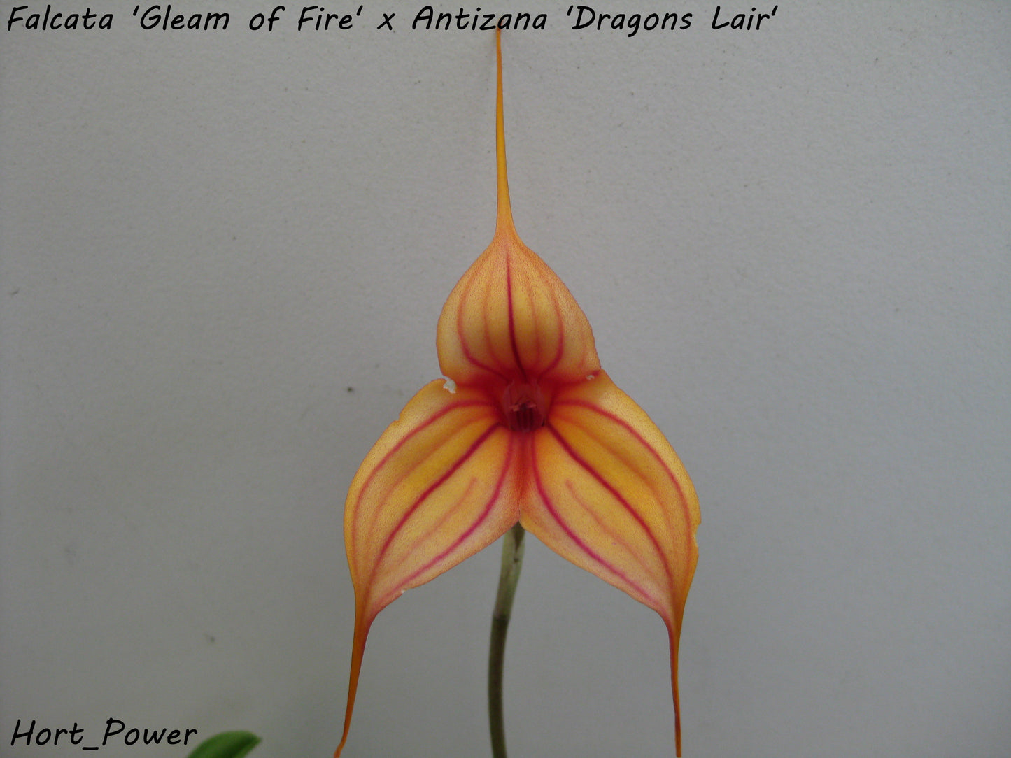 Masdevallia Abbey Sarah (Falcata 'Gleam of Fire' × Antizana 'Dragon's Lair') plant showing foliage and flower in cultivation