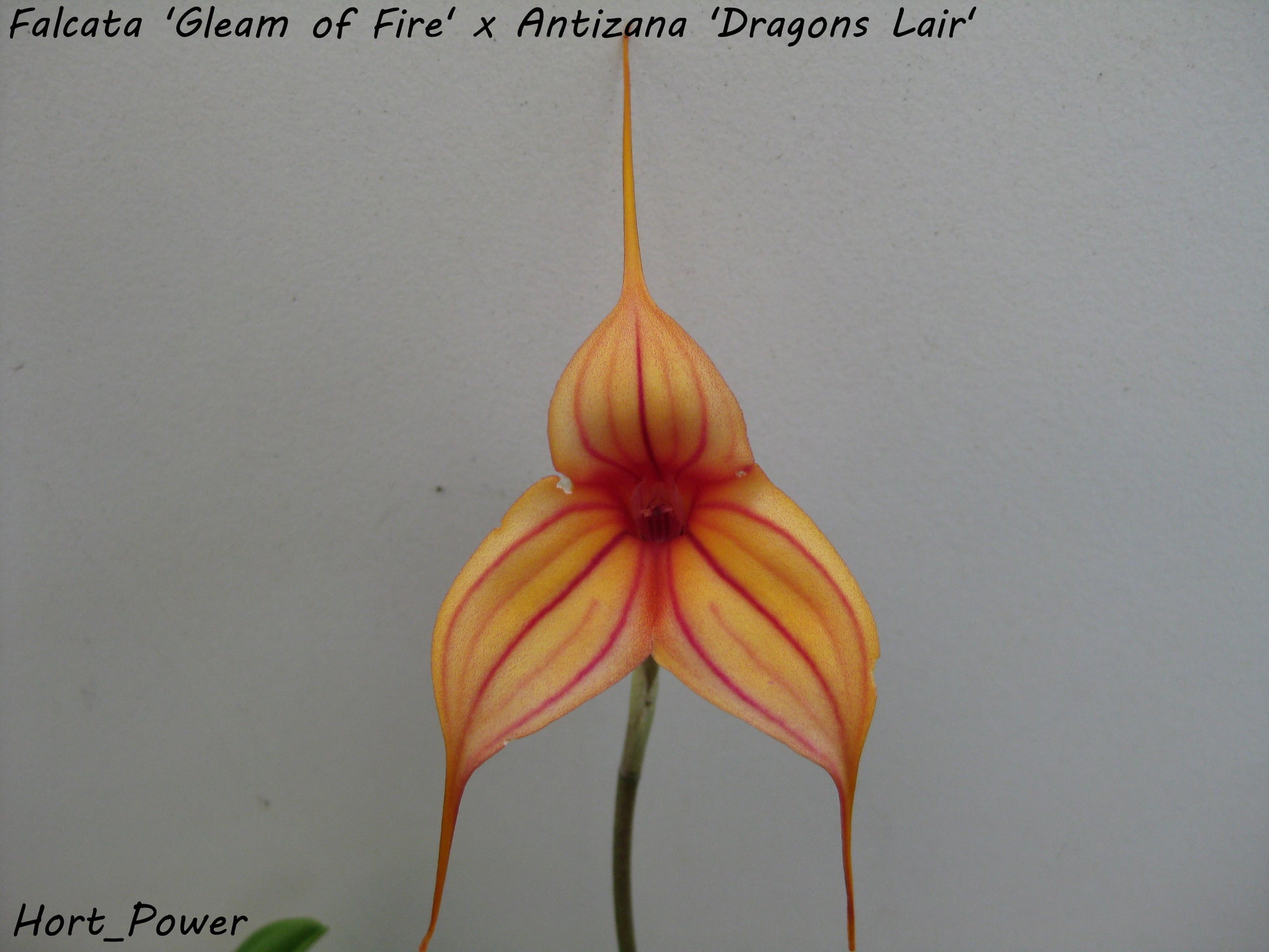 Masdevallia Abbey Sarah (Falcata 'Gleam of Fire' × Antizana 'Dragon's Lair') plant showing foliage and flower in cultivation