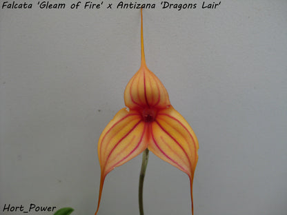 Masdevallia Abbey Sarah (Falcata 'Gleam of Fire' × Antizana 'Dragon's Lair') plant showing foliage and flower in cultivation