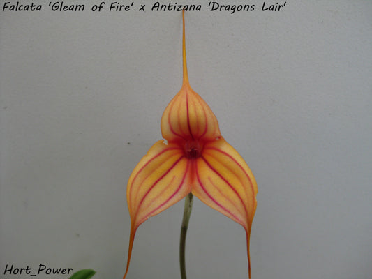 Masdevallia Abbey Sarah (Falcata 'Gleam of Fire' × Antizana 'Dragon's Lair') plant showing foliage and flower in cultivation