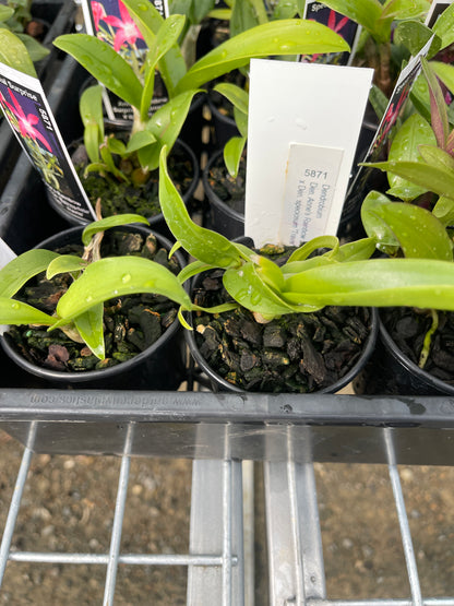 Dendrobium Anne's Rainbow Surprise 'Bairnsdale' × speciosum 'Travis' seedling in nursery pot at flowering size