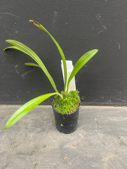 Dracula Cyrano 'Silven Khantessa' plant showing upright pleated foliage and established division