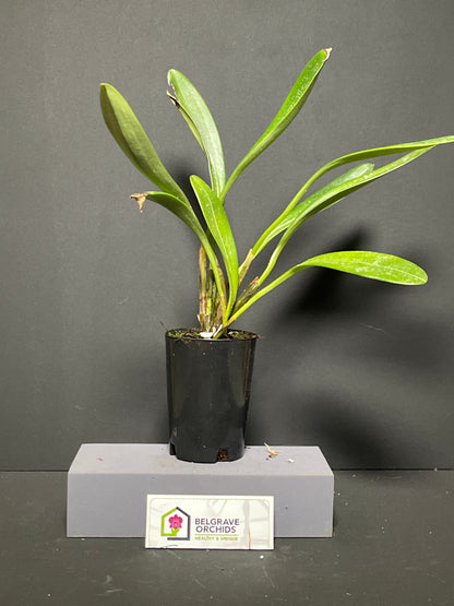 Masdevallia coccinea f. harryana 'Colombian Queen' plant showing compact upright foliage in cultivation