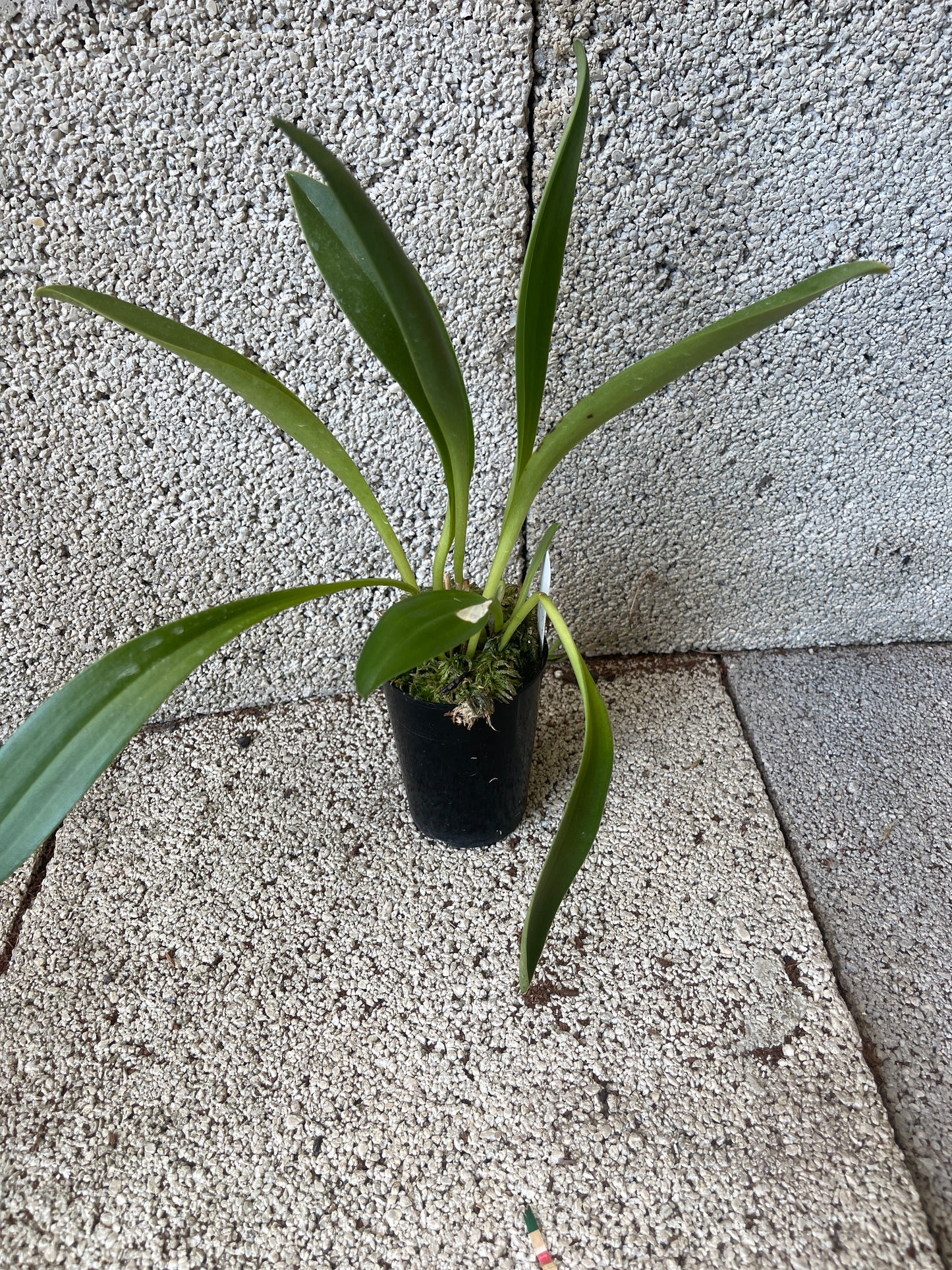Masdevallia King of Kings ‘Bold Ruler’