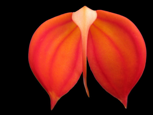 Masdevallia ignea 'Orange Fantasy'