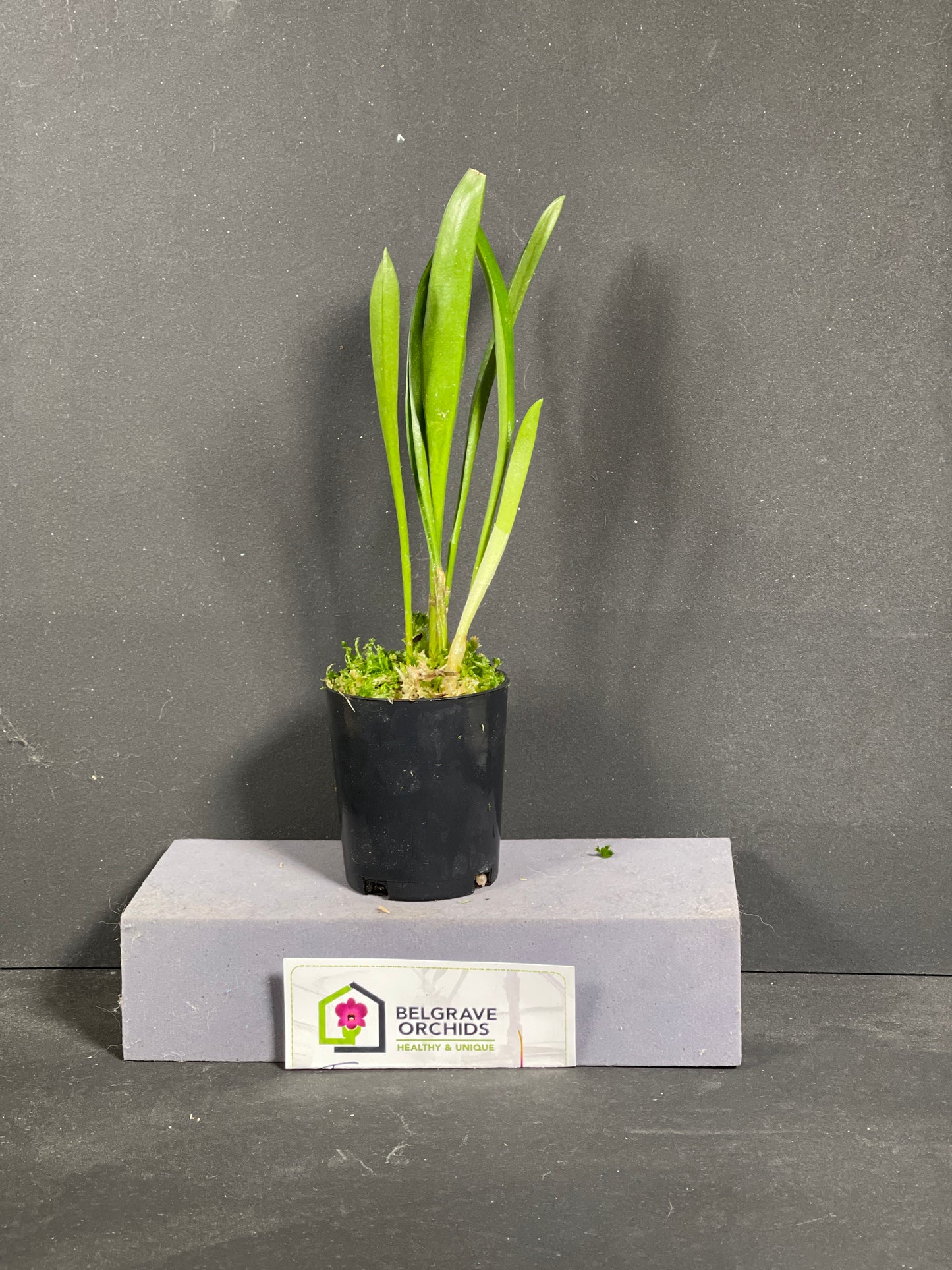 Masdevallia Larissa 'Alabaster'