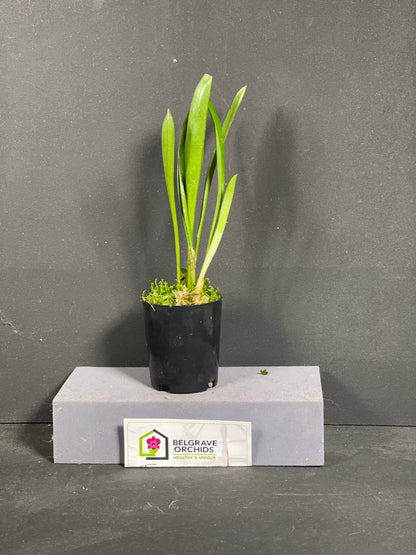 Masdevallia Larissa 'Alabaster'