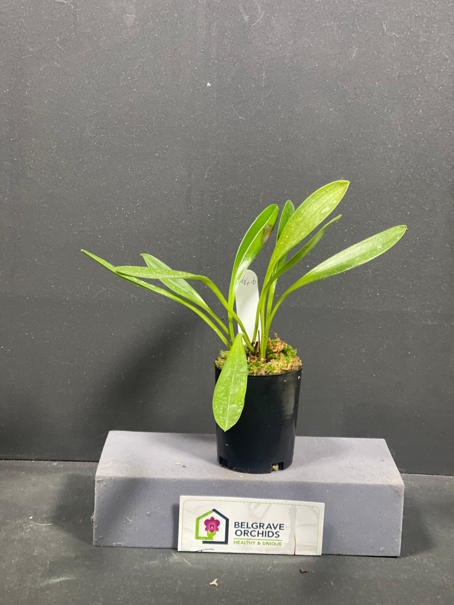 Masdevallia Bella Donna 'Prima' × (John Leathers × glandulosa)