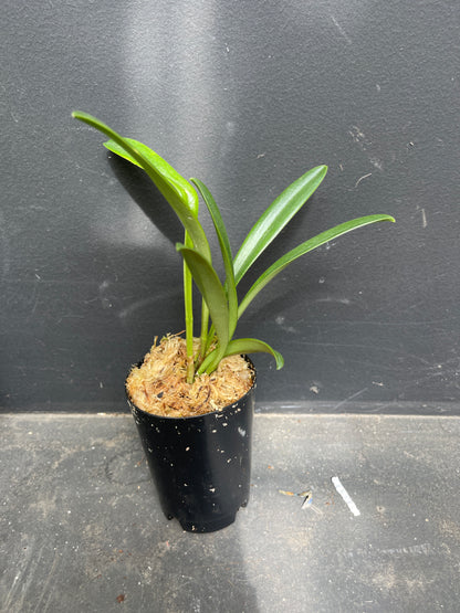 Masdevallia Ruby Rose ‘Beenak’