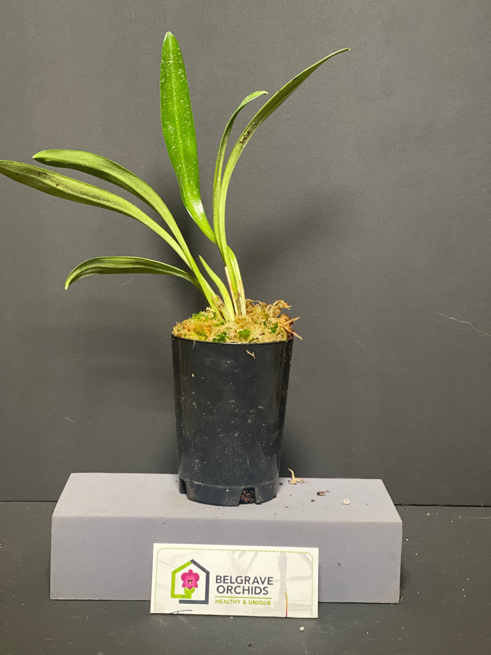 Masdevallia (heathii 'Unicorn' × welischii 'Rip-Hoff') 'Unihoff' plant showing compact upright foliage in cultivation
