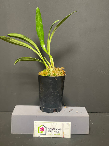 Masdevallia (heathii 'Unicorn' × welischii 'Rip-Hoff') 'Unihoff' plant showing compact upright foliage in cultivation