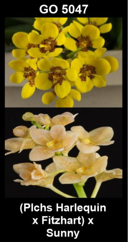 Sarcochilus Alliance (Plchs Harlequin × Fitzhart) × Sunny parent plants showing hybrid flower forms — photographs show parent plants