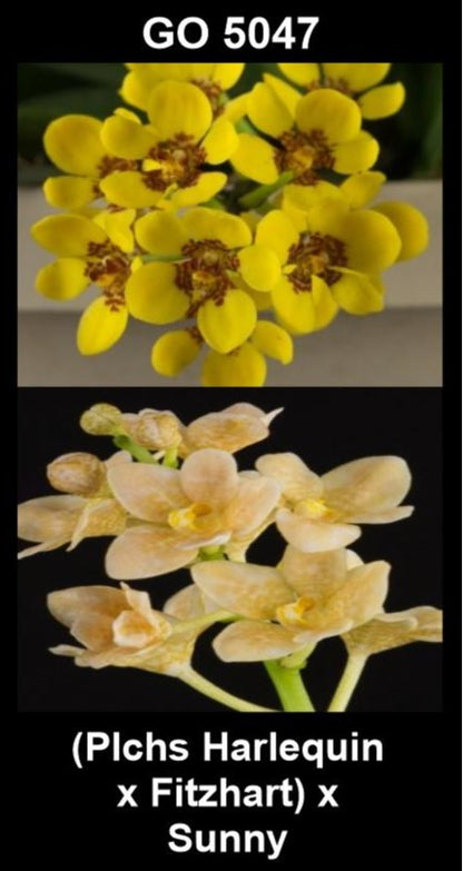 Sarcochilus Alliance (Plchs Harlequin × Fitzhart) × Sunny parent plants showing hybrid flower forms — photographs show parent plants