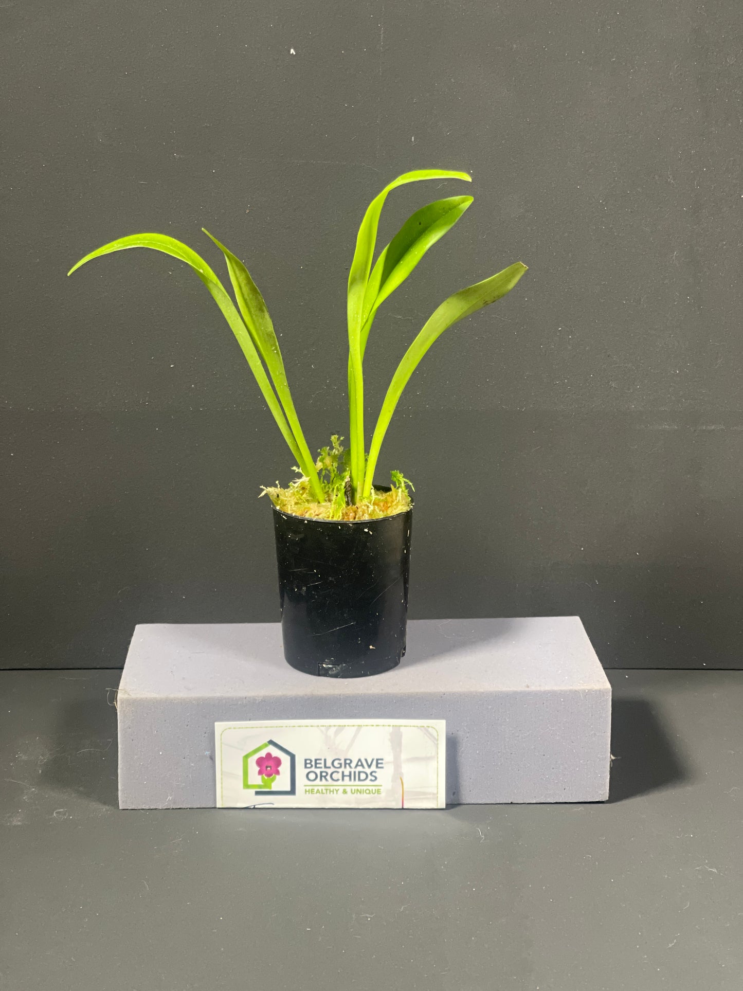 Dracula Black Magic 'Necromancer' plant showing compact upright pleated foliage in cultivation